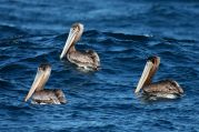 Brown Pelican